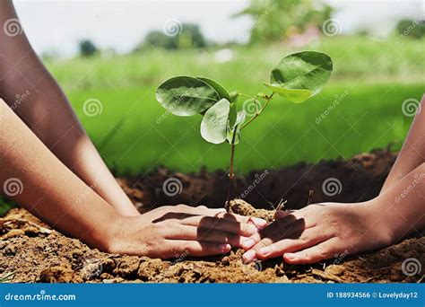 Gente Ayudando A Plantar Rboles En La Naturaleza Para Salvar La Tierra