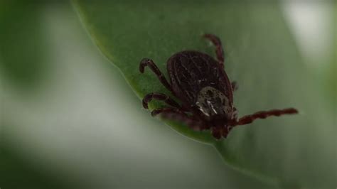 How To Avoid Ticks While Hiking In Adventure