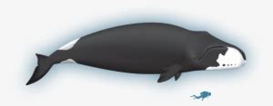 Wiki - Bowhead Whale - Bowhead Whale Lifespan - 900x425 PNG Download ...