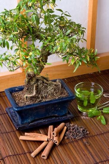 Come Potare Bonsai Olivo Mondo Bonsai