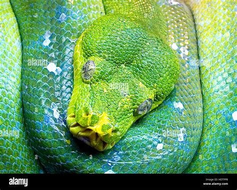 Snake face hi-res stock photography and images - Alamy