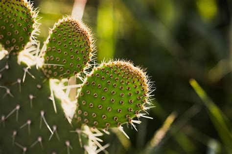 tecnicas infalibles  limpiar preparar  plantar el nopal