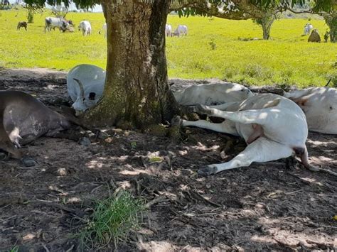 Raio Mata Animais E Causa Grande Preju Zo Compre Rural