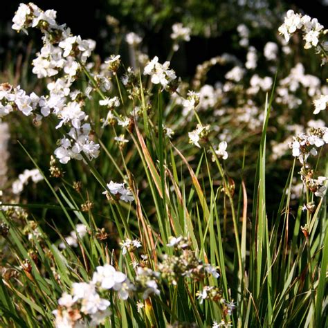 Libertia - Potager Garden