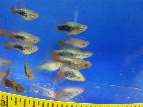 Sunset Highfin Tuxedo Platy Med Real Pets Corp