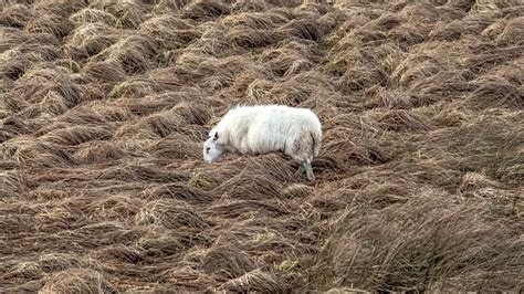 Grazing Sheep Of The Scottish Moors Stock Photo - Download Image Now ...