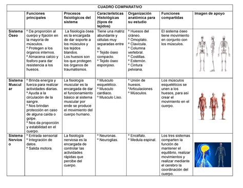 Cuadro Comparativo Sistemas Oseomuscular Y Nervioso Interactive Porn