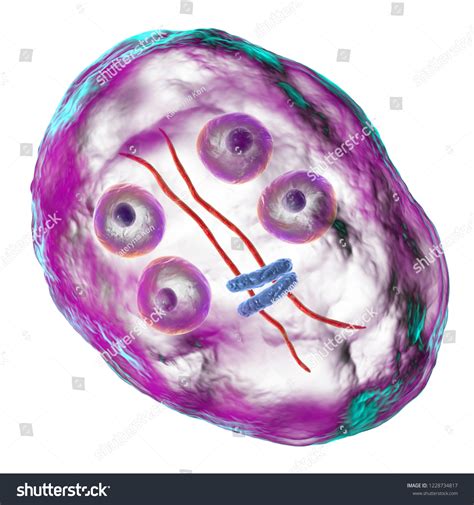 Cyst Giardia Intestinalis Protozoan Formely Known Stock Illustration 1228734817 Shutterstock