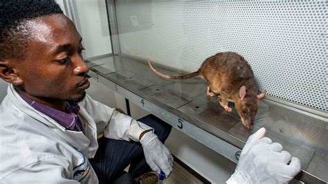 Mozambiques Giant Rats Trained To Track Down Tuberculosis