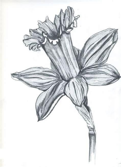 Daffodil Pencil Drawing Flower Drawing Drawings Daffodils