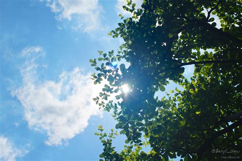 Kostenlose Foto Baum Natur Wald Ast Licht Wolke Himmel Sonne