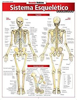 Sistema Esquelético Avançado Skeletal system Human skeletal system