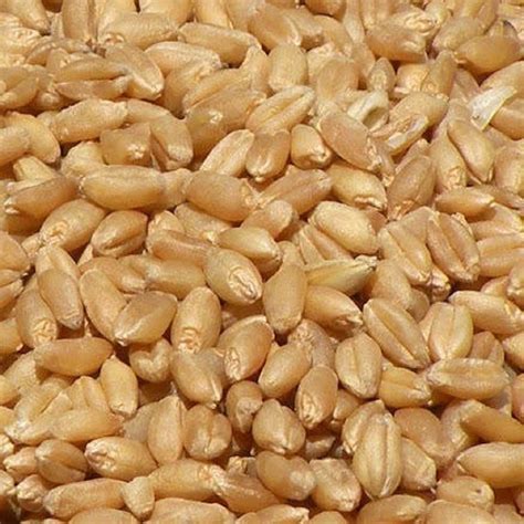 Dried Organic Whole Wheat Seeds For Food Processing Packaging Type