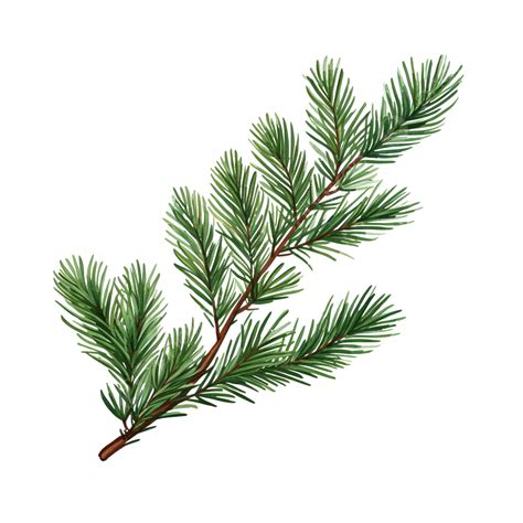 Pine Tree Branch Christmas Tree Illustration Pine Fir Isolated Png