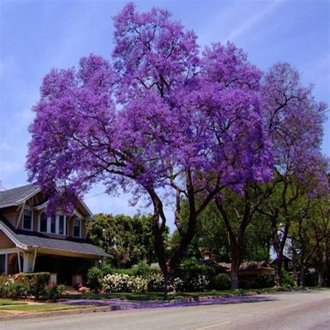 Paulownia tomentosa - Princess tree, Empress Tree - Quinta dos Ouriques