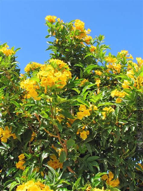 Buy Yellow Flowering Allamanda Bush Live S Allamanda Schottii