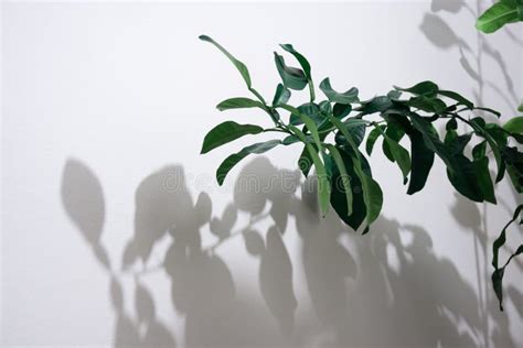 Green Leaves of Pomelo Tree in the Room Stock Photo - Image of nature ...