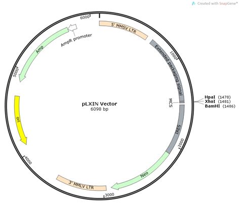 Retroviral Vectors For Constitutive Gene Expression