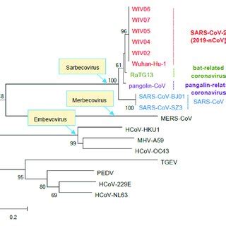 Phylogenetic tree based on the amino acid sequences of β and α CoV