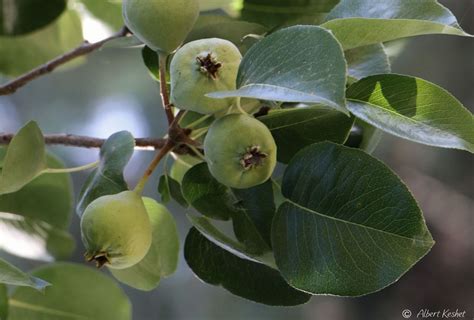 Pyrus Communis Subsp Pyraster European Wild Pear