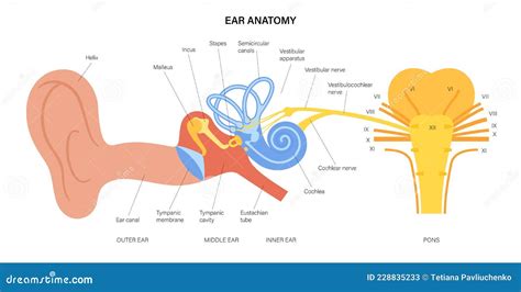 Vestibulocochlear Nerve Anatomy Cartoon Vector | CartoonDealer.com #228760191