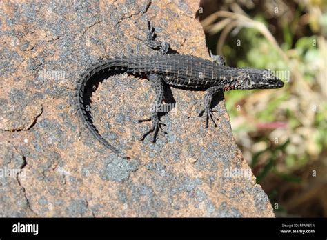 Black-girdled Lizard on a rock Stock Photo - Alamy