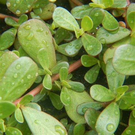 Purslane Green Seeds The Seed Collection