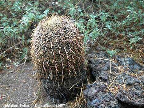 Barrel Cactus, Mojave Desert Cactus photo - Desert Cactus