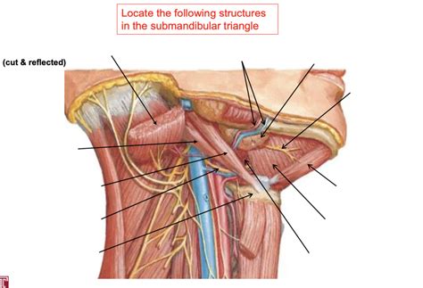 Anterior Neck Submandibular Triangle Diagram Quizlet