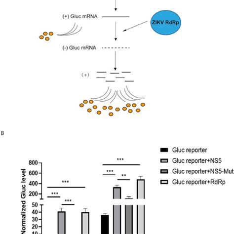 Establishment Of Zikv Minigenome Transcription Replication System A