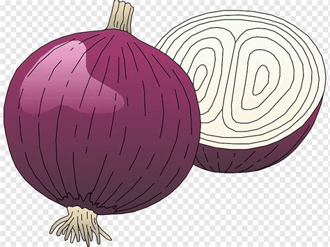 Onions Clip Art Library