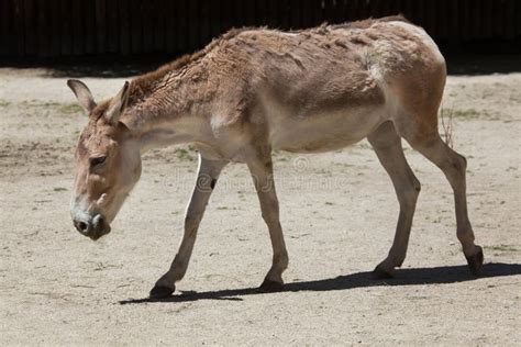 Onagro Persa X Onager X Do Hemionus Do Equus Foto De Stock