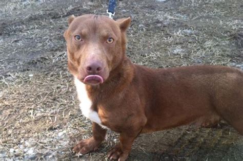 Watch: Dachshund/pit bull mix at Ga. shelter - UPI.com