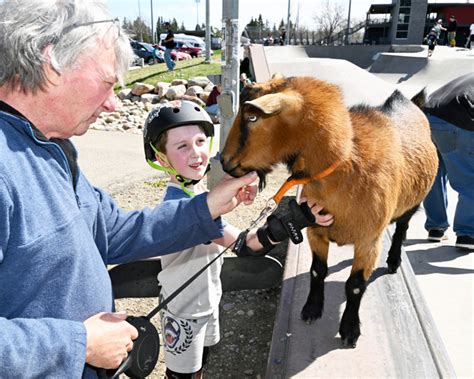 Boots The Goat Keeps Turning Heads Across Lethbridge