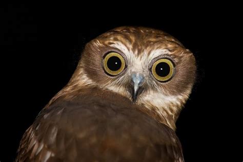 southern boobook alchetron   social encyclopedia