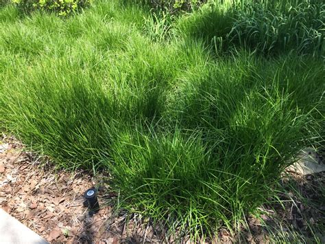 Palm Sedge Carex Muskingumensis North Shore Plant Club