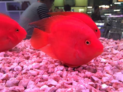 Red Parrot Fish Breeding