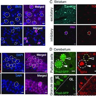 Tcf Deletion In Adult Excitatory Neurons Results In Morphological