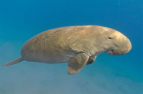 Dugong Habitat