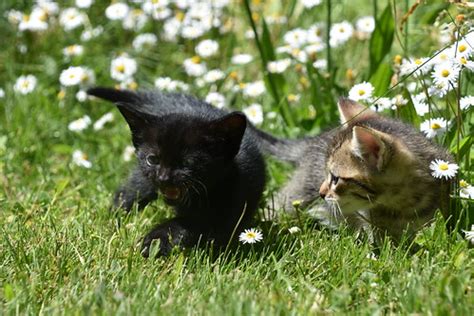 kittens  play adorable kittens playing    rob