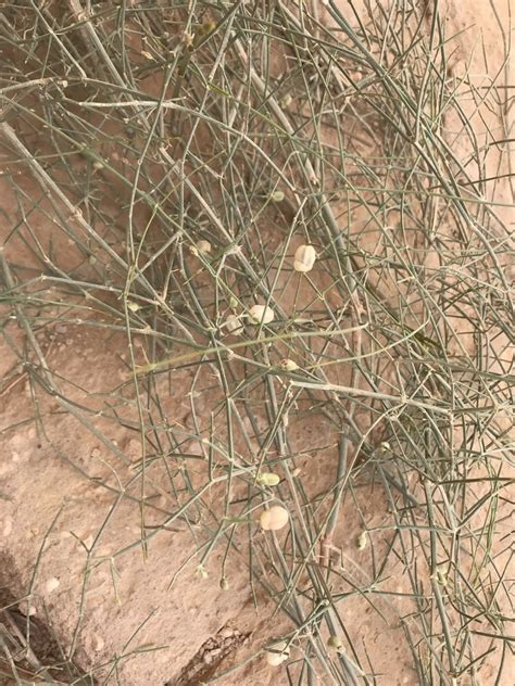 Ephedra Foliata From Babil Iq On June At Am By Nasser