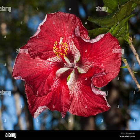 画像をダウンロード Dragons Breath Plant Poisonous 280429 Dragons Breath Plant