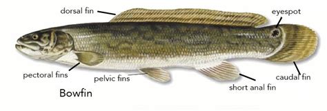 Bowfin