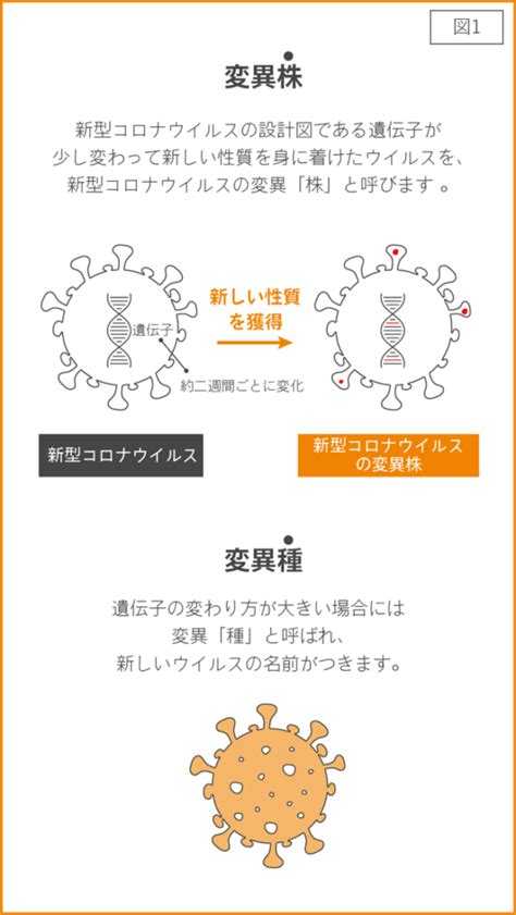 【バジリスク】和歌山県、50代女性と10代女性親子オミクロン株の新たな変異系統に感染確認！ ニュースちゃん24