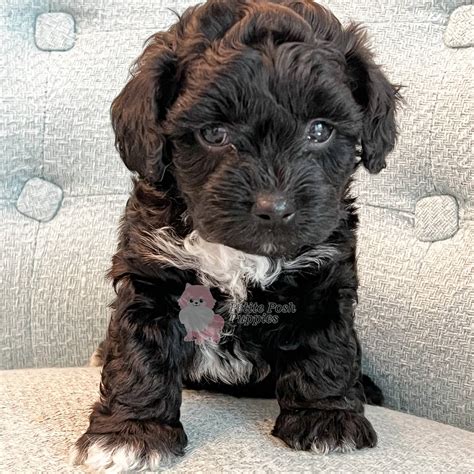Black Goldendoodle Puppy