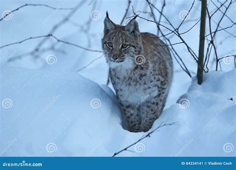 Eurasian Lynx In The Bavarian National Park In Eastern Germany Stock