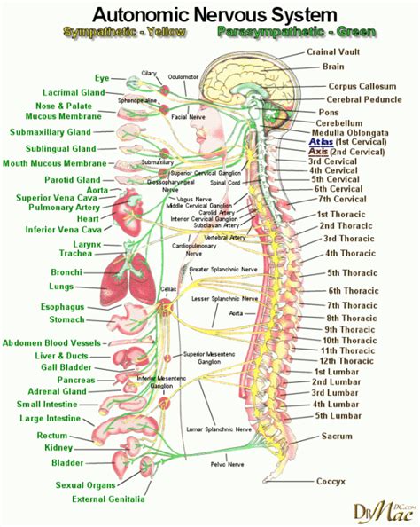 A Look Inside The Craniosacral System And How Cst Helps By Dr John