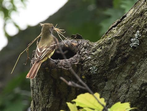 Great Crested Flycatcher — Southern Wisconsin Bird Alliance