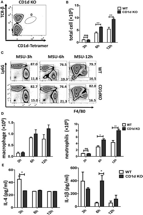 Deletion Of Invariant Natural Killer T Inkt Cells Enhances The