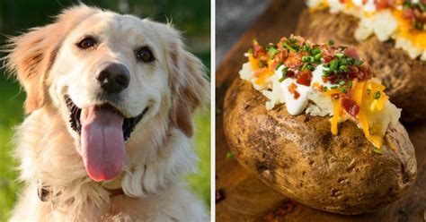 Loaded Potato Inner Dog Breed Quiz